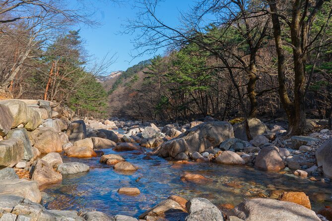 Mount Seorak and Nami Island One Day Tour from Seoul - Nami Island: tree-lined calm, easy wandering, and Winter Sonata nostalgia