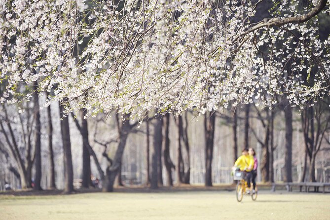 Mount Seorak and Nami Island One Day Tour from Seoul - Timing, traffic, and weather: your day can shift