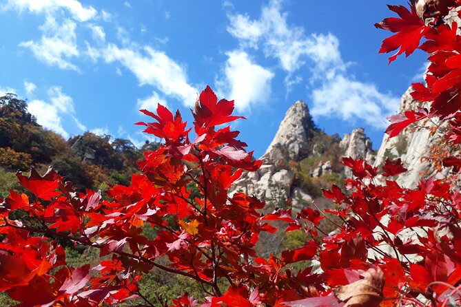 Mt. Seorak+Nami Island+Garden of Morning Calm Day Trip from Seoul - Seoraksan National Park and Shinheungsa Temple: what to expect on the ground