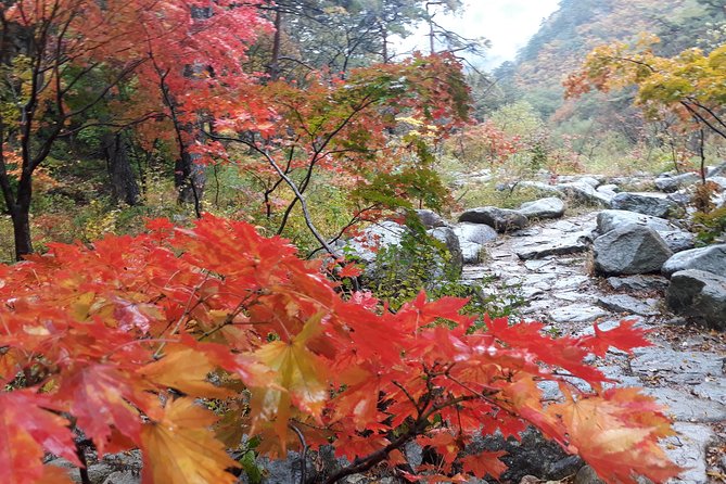 Mt. Seorak+Nami Island+Garden of Morning Calm Day Trip from Seoul - Garden of Morning Calm: a timed visit to Korean garden storytelling
