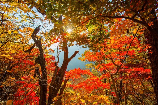 Naejangsan National Park Autumn Foliage One Day Tour from Seoul - Who This Tour Fits Best (and Who Might Want to Skip)