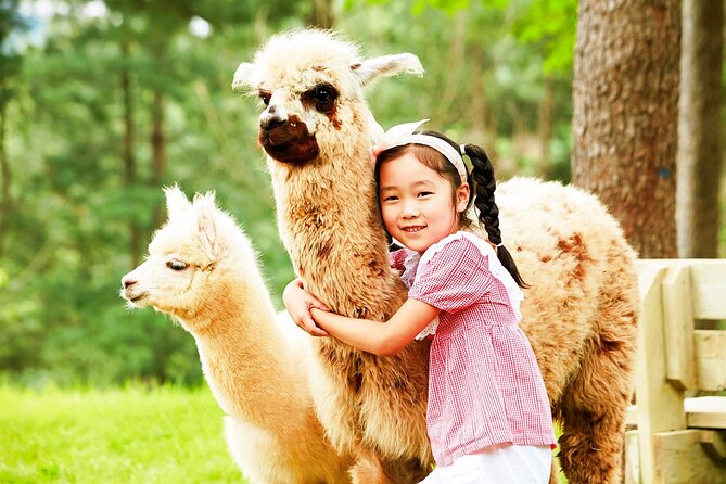 Nami+Alpaca+Garden of Morning Calm (+Rail Bike Option) - Price and value: what you’re really paying for at $92.29