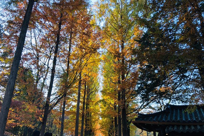 Nami+Alpaca+Garden of Morning Calm (+Rail Bike Option) - Optional Gyeonggang Rail Bike: great fun, but know where it starts