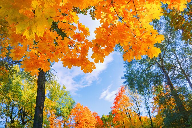 Nami Island and Begonia Bird Park Tour from Seoul (opt Railbike) - Who should book this tour (and who should skip it)