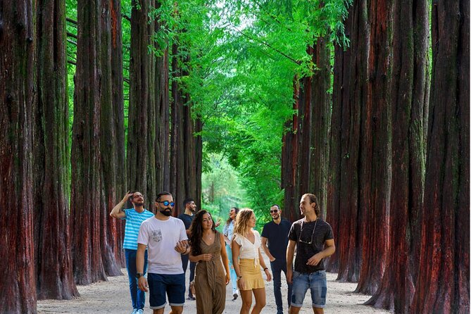 Nami Island & Garden of Morning Calm & Gangchon Railbike Tour - Why this winter day trip from Seoul feels like a reset