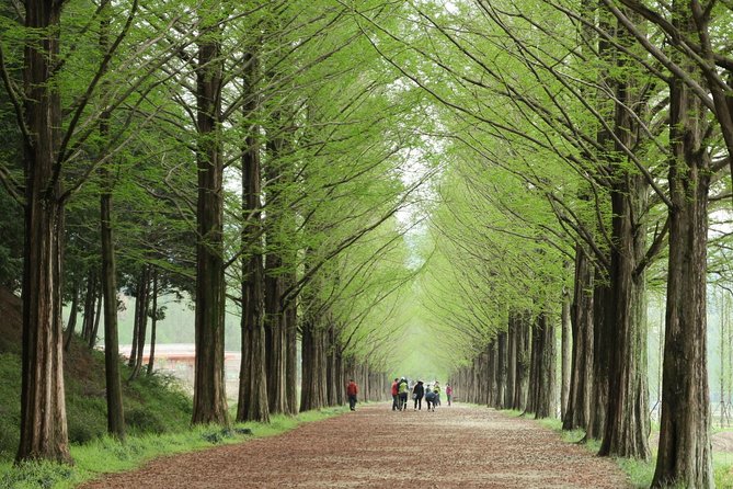 Nami Island & Petite France with Italian Village One-Day Tour - Nami Island’s tree-lined walk and the Winter Sonata effect