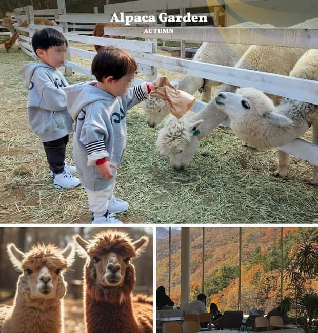 Nami Island, Railbike & Alpaca Garden Day Trip from Seoul - Nami Island: the autumn walk you’ll want to slow down for