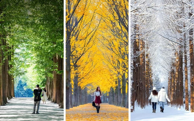 Nami Island, Railbike & Alpaca Garden Day Trip from Seoul - Riding the Gangchon Railbike through fall valleys