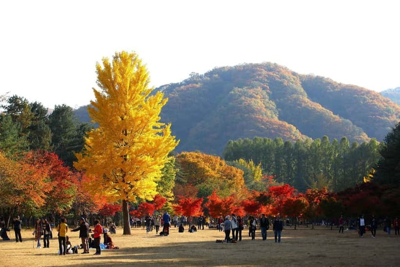 Nami & Maple Road & Theatre des Lumieres Day Tour from Seoul - Key highlights to look for