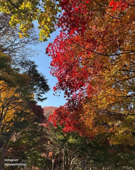 Nami & Maple Road & Theatre des Lumieres Day Tour from Seoul - Price and value: what $56 buys you