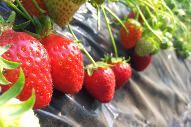 [Perfect Private Tour] Nami island, Petite France and Organic Strawberry Farm - Price and what you actually get for $198 per person