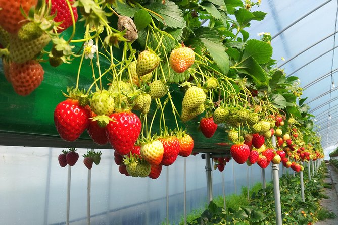[Perfect Private Tour] Nami island, Petite France and Organic Strawberry Farm - Lunch, admissions, and how to avoid the day feeling expensive