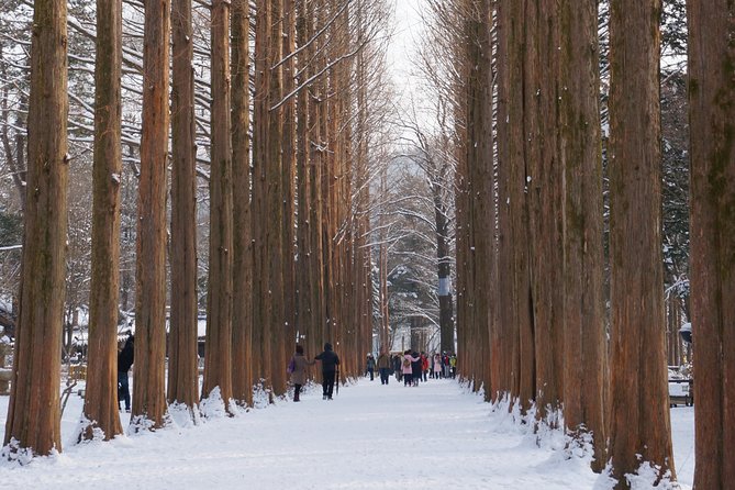 [Private Tour] Nami Island & Snow Viewing and Snow sled (More Members Less Cost) - Elysian Condo Gangchon snow viewing + snow sled time