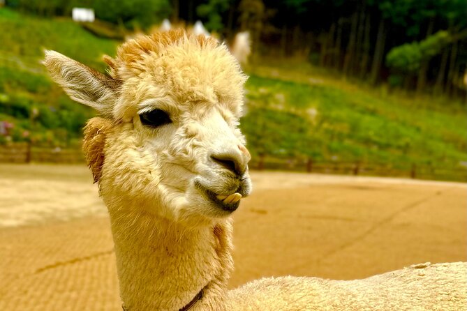 Private Tour to Alpaca world &Nami Island& Railbike with Tickets - The optional upgrades: zipwire and private motorboat costs you should plan for