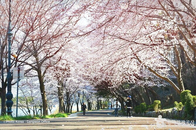 Seoraksan and Cherry Blossom Lake 1 day trip from Seoul - Yeongnangho/Yeongrangho Lake Cherry Blossoms: Spring Color With Mountain Drama
