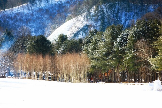Seoraksan National Park & Nami Island - Nami Island in Winter: Tree Lanes, Seasonal Mood, and Photo Time That Doesn’t Feel Rushed