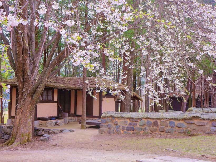 Seoul: Alpaca, Nami, Morning Calm or Eobi (+Rail Bike) - Key things I’d circle before you book