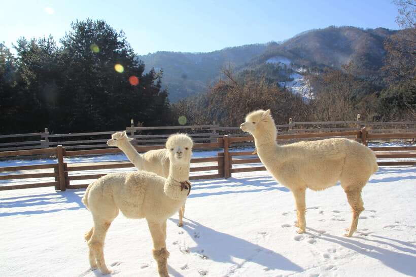 Seoul: Alpaca, Nami, Morning Calm or Eobi (+Rail Bike) - Nami Island and Winter Sonata-style romance (with real time to wander)