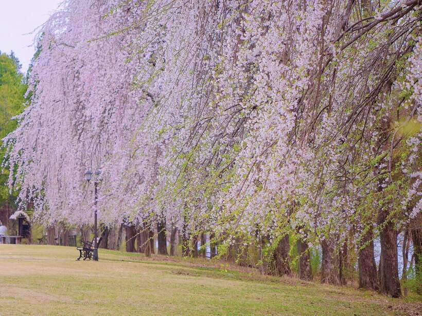 Seoul: Alpaca, Nami, Morning Calm or Eobi (+Rail Bike) - Garden of Morning Calm, or Eobi Ice Valley in winter