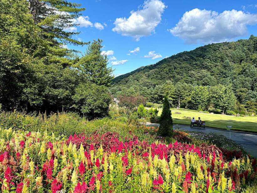 Seoul: Alpaca World and Nami Island (with Garden / Railbike) - Who This Tour Fits Best (and Who Might Prefer Something Else)