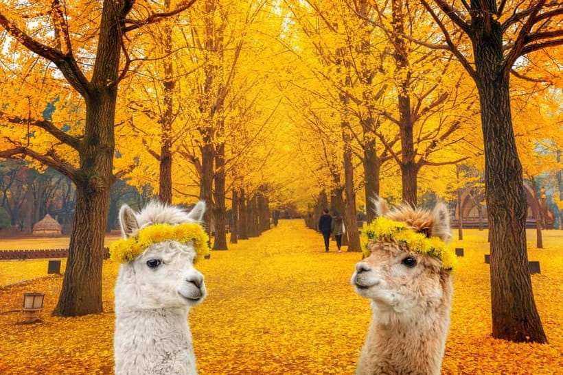Seoul: Alpaca World & Nami Island optional Gangchon Railbike - Nami Island: Drama-Style Avenues and Art Between the Trees