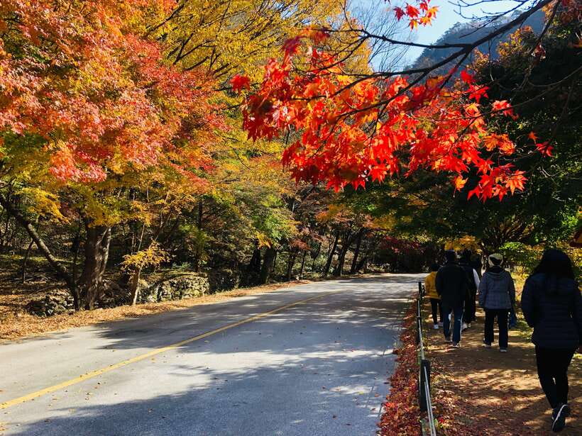 Seoul: Autumn Foliage - Mt. Naejang + Jeonju Hanok Village - The mountain-to-meeting rhythm: van rides you’ll feel (in a good way)