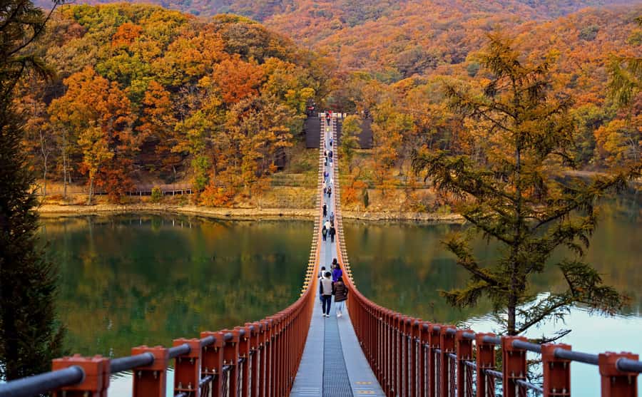 Seoul: DMZ Tour & Suspension Bridge (Option English/Spanish) - Key highlights to watch for