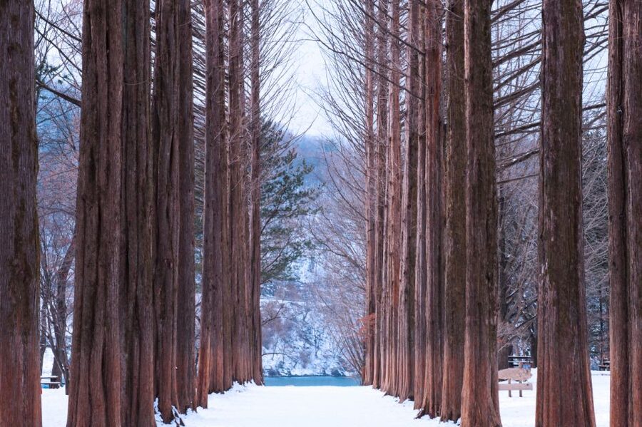 Seoul: Elysian Gangchon Winter Ski with Nami Island Day Tour - Who this tour fits best (and who might want something else)