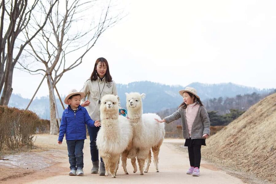 Seoul: Eobi Ice Valley, Alpaca World, Nami Island and More - The feel of a 14-hour winter coach day in Gyeonggi