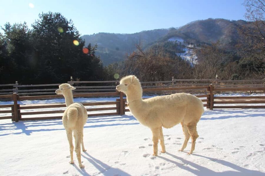 Seoul: Eobi Ice Valley, Alpaca World, Nami Island and More - Alpaca World: warm, gentle animal time (and what to do if 1.5 hours feels short)