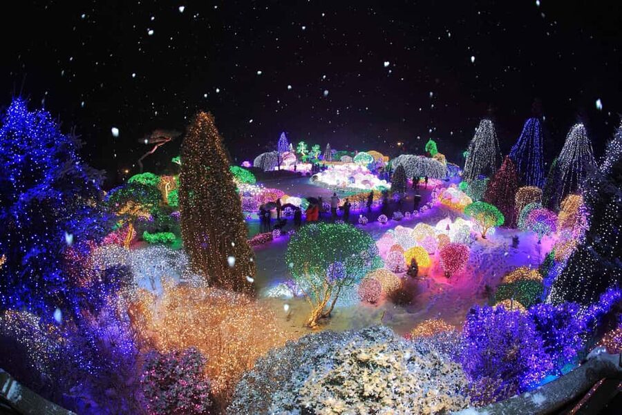 Seoul: Eobi Ice Valley, Alpaca World, Nami Island and More - Where you meet and where you end: start points, drop-offs, and sanity tips