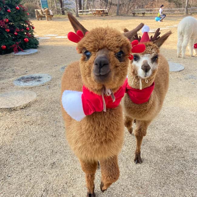 Seoul: Eobi Ice Valley, Alpaca World, Nami Island and More - The guide factor: what you can expect from Lilly, Reese, Shana, Sally, and Seon Hee