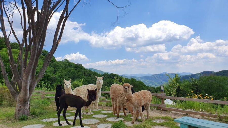 Seoul: Eobi+Nami+Hanbok(+RailBike or Strawberry Options)Tour - Who should book this winter Seoul day tour