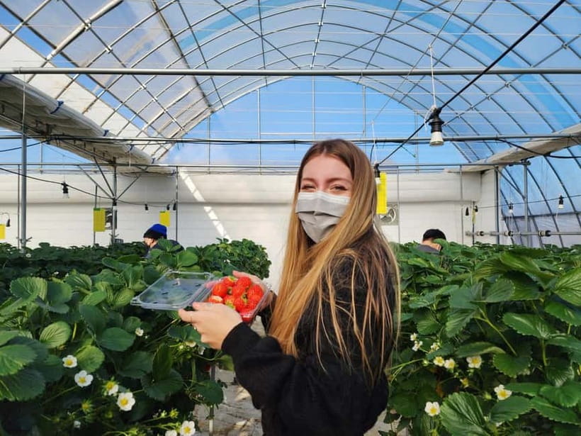 Seoul: Eobi Valley(Winter), Strawberry, Nami Island and Bike - What the Reviews Emphasize (and what that means for you)