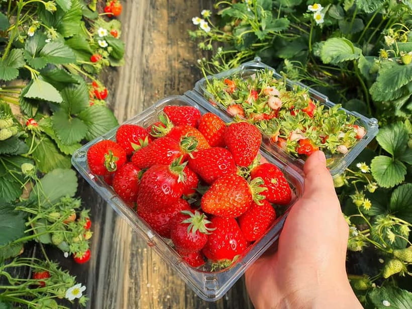 Seoul: Eobi Valley(Winter), Strawberry, Nami Island and Bike - Price and Value: is $88 reasonable for this set of stops?