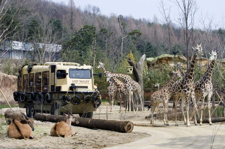 Seoul: Everland Theme Park Admission Ticket with Transfer - Suggested “do it your way” game plan once you arrive