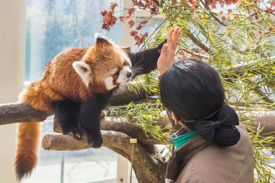 Seoul: Everland Theme Park Admission Ticket with Transfer - Who this tour fits best