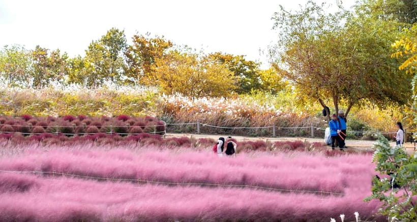 Seoul Full-Day City Tour: Hanok Village, Scenic Routes - Haneul (Sky) Park: Silver grass views over Seoul