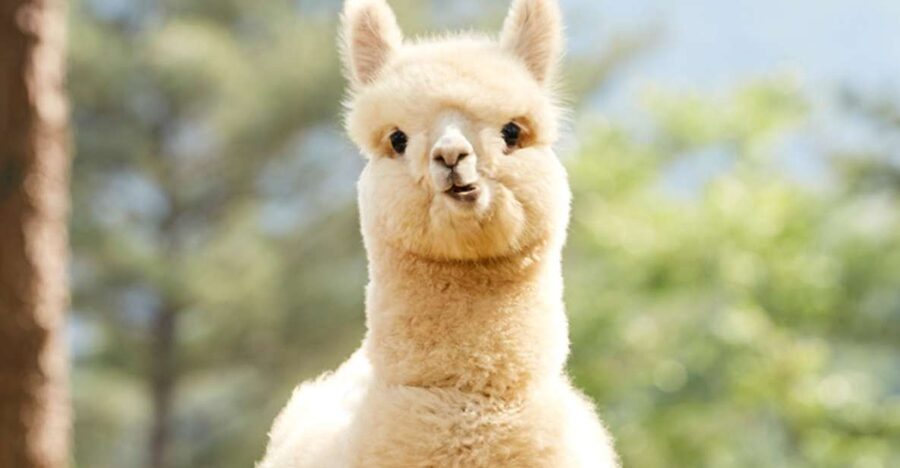 Seoul: Gangwon-do Day Trip with Alpaca World & Nami Island - Lunch at a local restaurant: a real break, not an afterthought