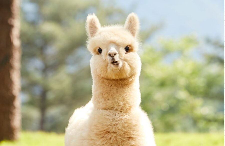 Seoul: Gangwon-do Day Trip with Alpaca World & Nami Island - Nami Island: tall trees, famous film vibes, and crowd strategy