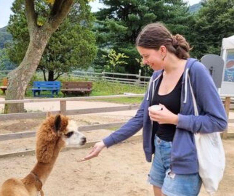 Seoul: Gangwon-do Day Trip with Alpaca World & Nami Island - Price and value: why $64 can work (or not)