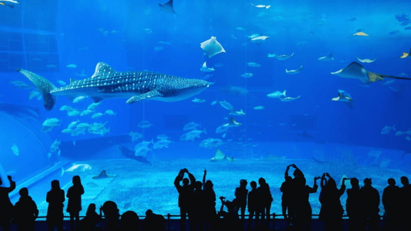 Seoul: Lotte World Aquarium Ticket - Lotte World Aquarium’s 25-Meter-Width Tank: What You’re Really Paying For