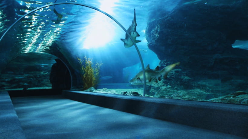 Seoul: Lotte World Aquarium Ticket - Five Oceans and 13 Exhibits: How to Structure Your Visit