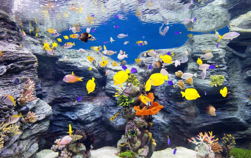 Seoul: Lotte World Aquarium Ticket - Underwater Tunnel Walks: The Moment That Makes It Memorable