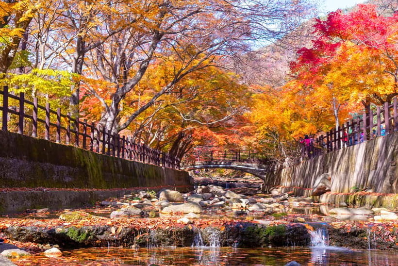 Seoul: Naejangsan National Park Autumn Foliage One Day Tour - Hiking paths and panoramic views on your own time