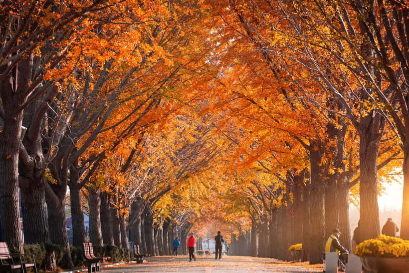 Seoul: Naejangsan National Park Autumn Foliage One Day Tour - Price and what you actually get for about $46