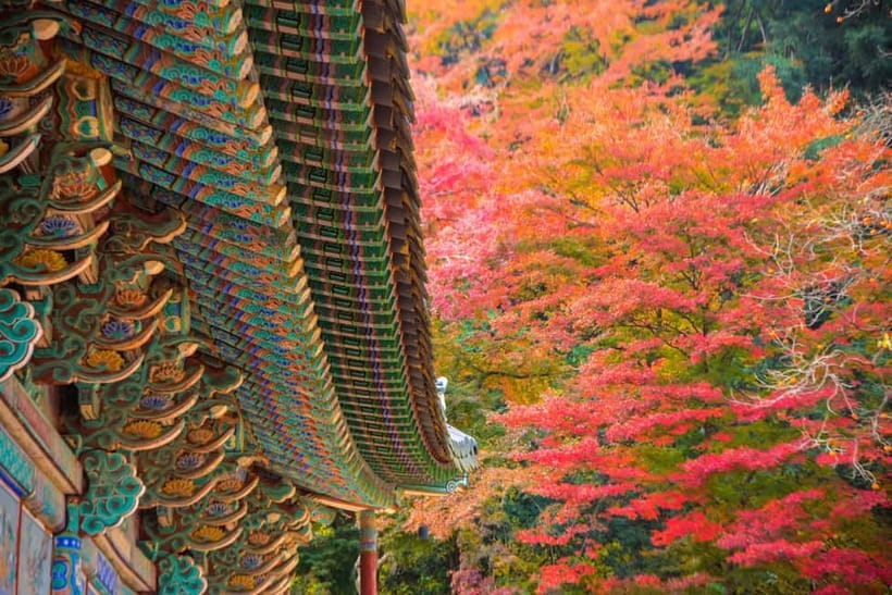 Seoul: Naejangsan National Park Autumn Foliage One Day Tour - Who this Naejangsan one-day trip fits best