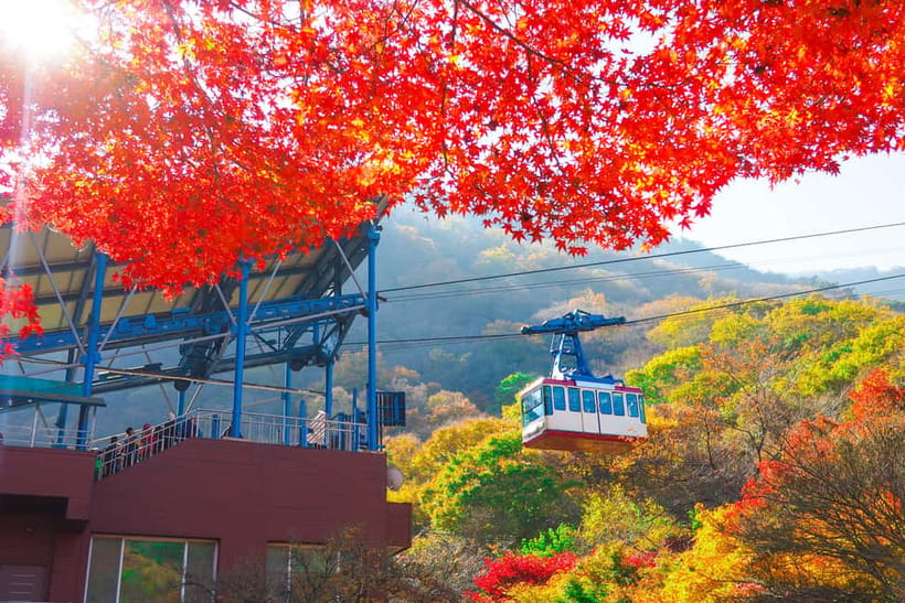 Seoul: Naejangsan National Park Autumn Foliage One Day Tour - Weather, traffic, and the timing reality check