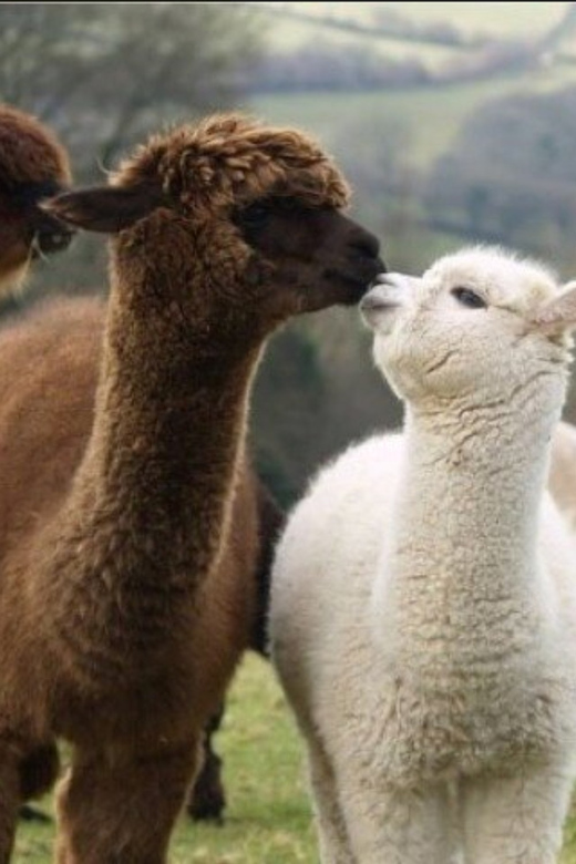 Seoul: Nami and K-Garden with Optional Alpaca Winter Tour - Gapyeong transport: time on the road, time saved later