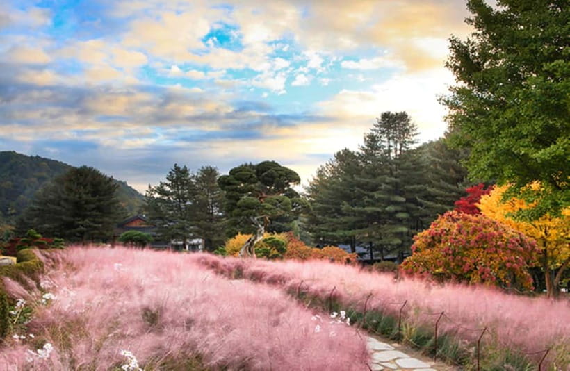 Seoul: Nami Island and Garden of Morning Calm opt Railbike - Seasonal variations: what changes in winter, spring, and late fall